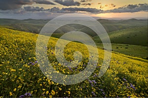 Sunrise over wild flower covered slops