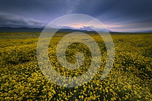 Sunrise over wild flower field in Carrizo Plain NM