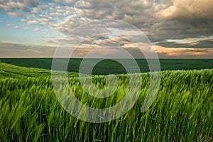 Sunrise over young green cereal field in spring