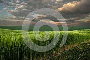 Sunrise over young green cereal field in spring