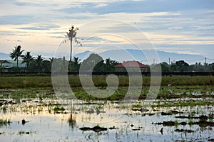 Sunrise at paddy field