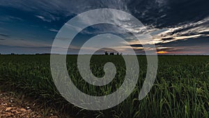 Sunrise on a paddy field, Kuala Selangor, Malaysia. Sun rises on the horizon