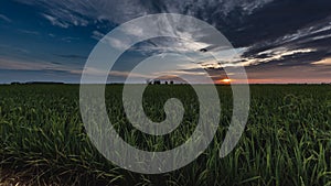 Sunrise on a paddy field, Kuala Selangor, Malaysia. Sun rises on the horizon