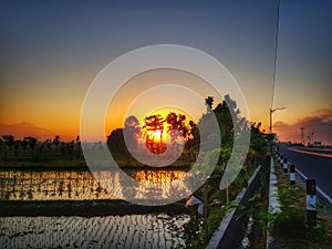 Sunrise on paddyfield