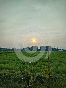 Sunrise in the paddyfield