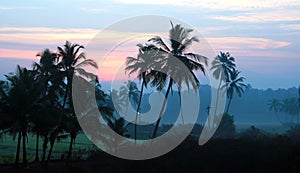 Sunrise in a palm grove, Goa, India