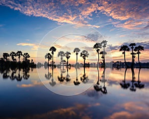 Sunrise on the palm trees in An Giang Province, Vietnam