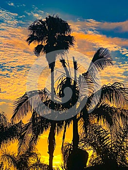 sunrise through the palms
