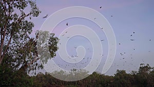 sunrise pan of bats flying at katherine gorge