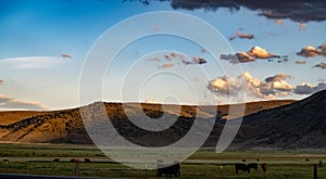 Sunrise On The Pasture Near Bridgeport, California