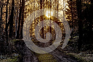 Sunrise path in frosty spring forest near Petrovice village