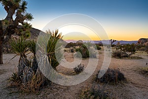 Sunrise and Plant Life in the Desert