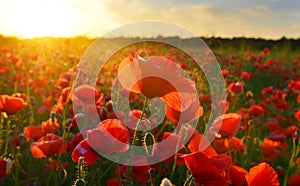 Sunrise poppies