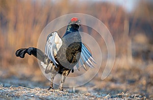 Sunrise portrait of a lekking black grouse (Tetrao tetrix)