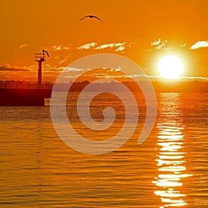 Lone Bird At Sunrise At Kingston, Ontario, Canada