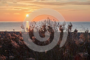 Sunrise in puerto Banus at the beach with rushes