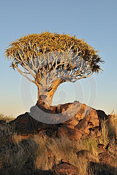 Sunrise at the Quiver Tree Forest, Namibia