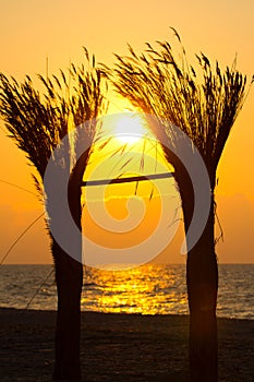 Sunrise through reed