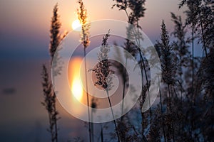 Sunrise through reed