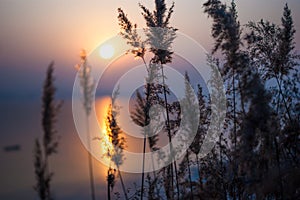 Sunrise through reed