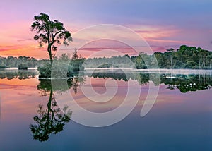 Sunrise reflected in a lake in a forest in the South of The Netherlands