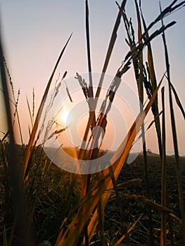 Sunrise with Rice crops in India. Scenery photo