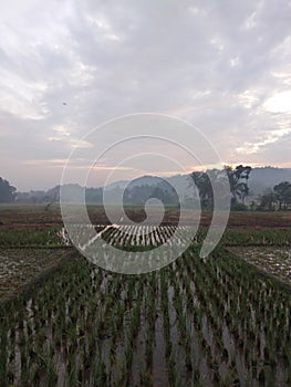 Sunrise on the rice field