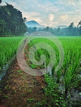 sunrise at the rice fields in Banyumas, Central Java, Indonesia