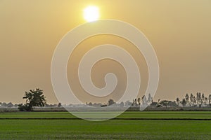 Sunrise and rice mist over fields in morning