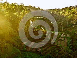 Sunrise on the rice terraces Tegallalang near Ubud, Bali. Aerial view of rice terraces