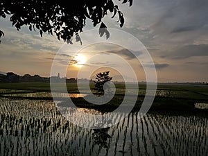 Sunrise in ricefield