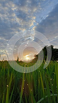 sunrise in ricefield