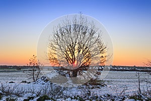 Sunrise rising between the branches of a lonely tree in a snowy field.