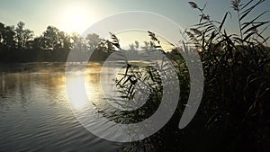 Sunrise on the riverbank. Landscape with closeup reeds on the right first plan and smoke on the water surfce