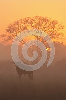 Sunrise in Sabi Sands