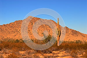 Sunrise Saguaro