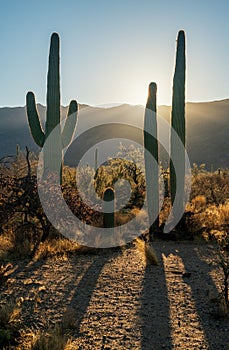 Sunrise at Saguaro National Park in Southern Arizona