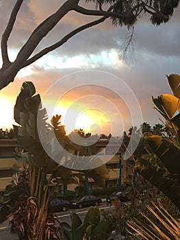 Sunrise in SanDiego, palm trees photo
