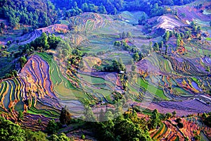 The Sunrise scenery of Yuenyang Hani Terrace in Yunnan , China