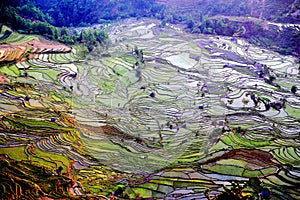 The Sunrise scenery of Yuenyang Hani Terrace in Yunnan , China