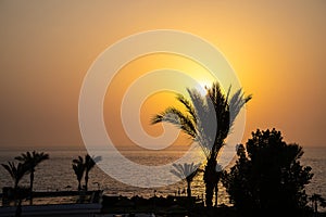 Sunrise on the sea coast through palm leaves golden hour