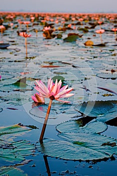 Sunrise at the The sea of red lotus, Lake Nong Harn, Udon Thani, Thailand