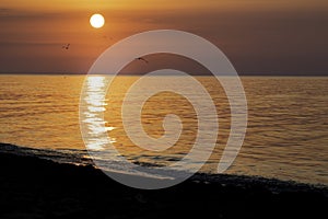 Sunrise on the sea with a seagull flies towards the camera. Morning sun above the black sea