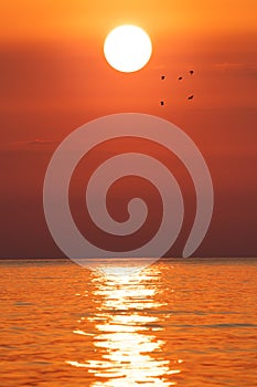 Sunrise on the sea with a seagull. Morning sun above the black sea