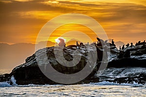 Sunrise at Seal Island.  Arctocephalus pusillus pusillus, Colony of cape fur seals. False Bay,