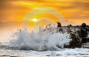 Sunrise at Seal Island. South African Cape fur seals  Arctocephalus pusillus pusillus, Colony of cape fur seals. False Bay,