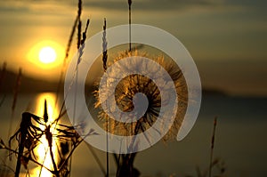 Sunrise seashore giant dandelion