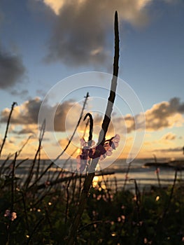 Sunrise in September near Hikinaakala Heiau in Wailua Bay on Kauai Island, Hawaii.