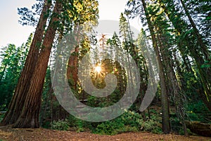 Sunrise in the Sequoia Forest, Yosemite National Park,