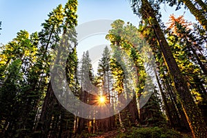 Sunrise in the Sequoia Forest, Yosemite National Park,